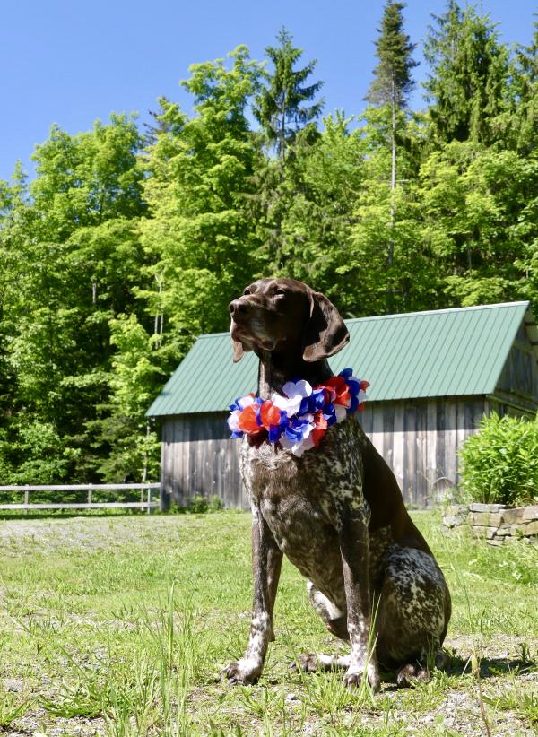 /images/uploads/southeast german shorthaired pointer rescue/segspcalendarcontest2019/entries/11476thumb.jpg